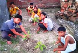 Tree plantation in Bihar - Image 1